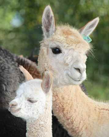 24 mit cria female for sale
